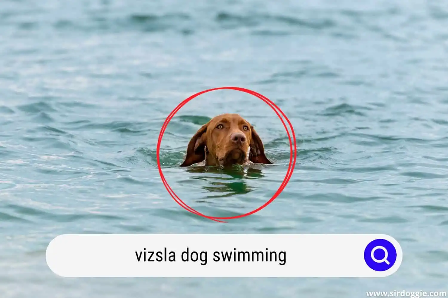 Vizsla dog swimming in the sea