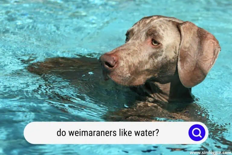 Do Weimaraners Like Water?