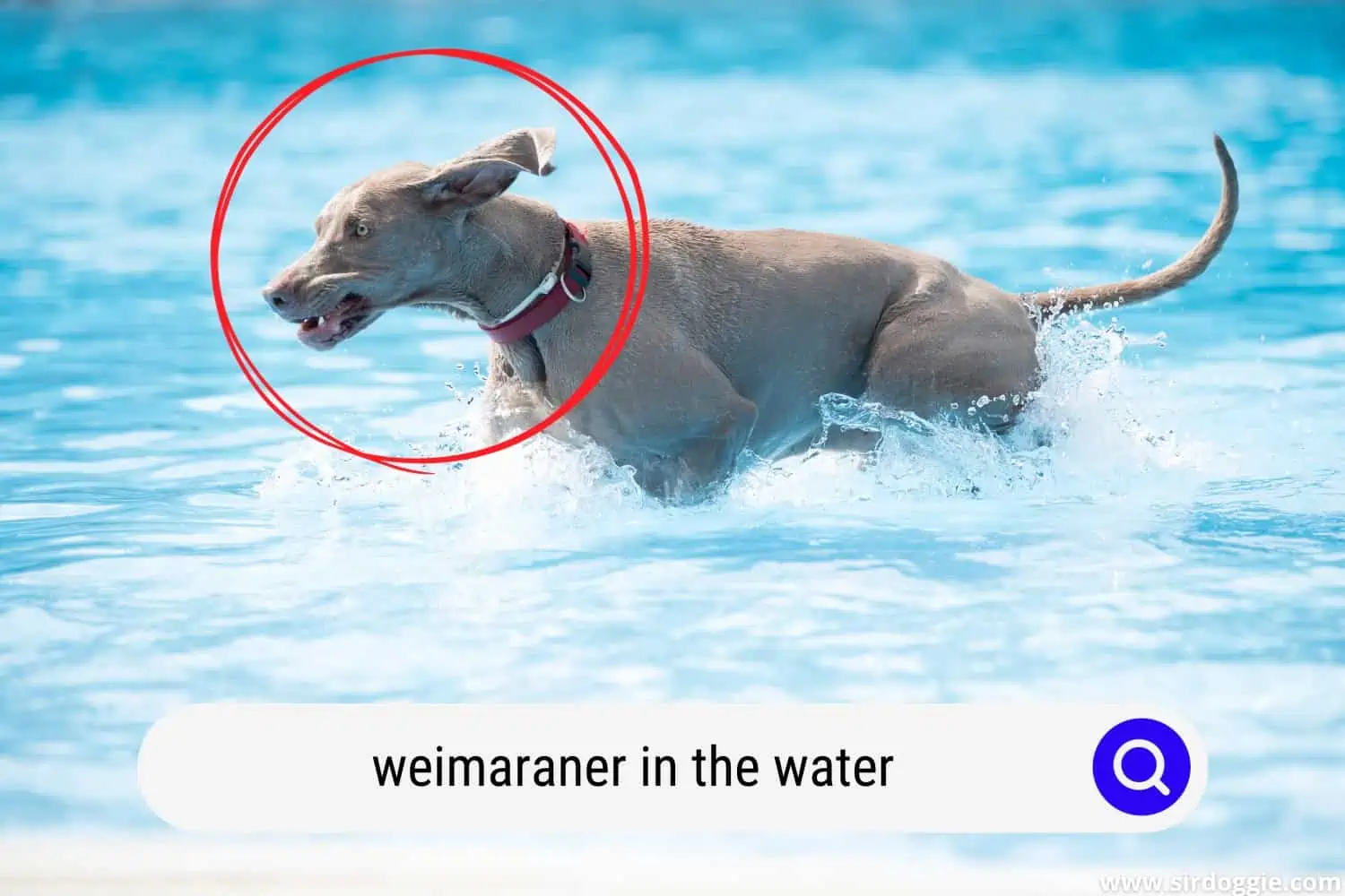 Weimaraner dog swimming in the pool