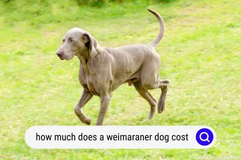 How Much Does a Weimaraner Dog Cost?