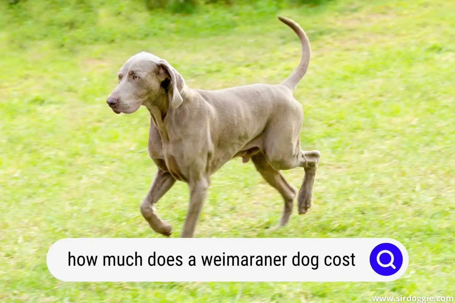 how much does a weimaraner dog cost