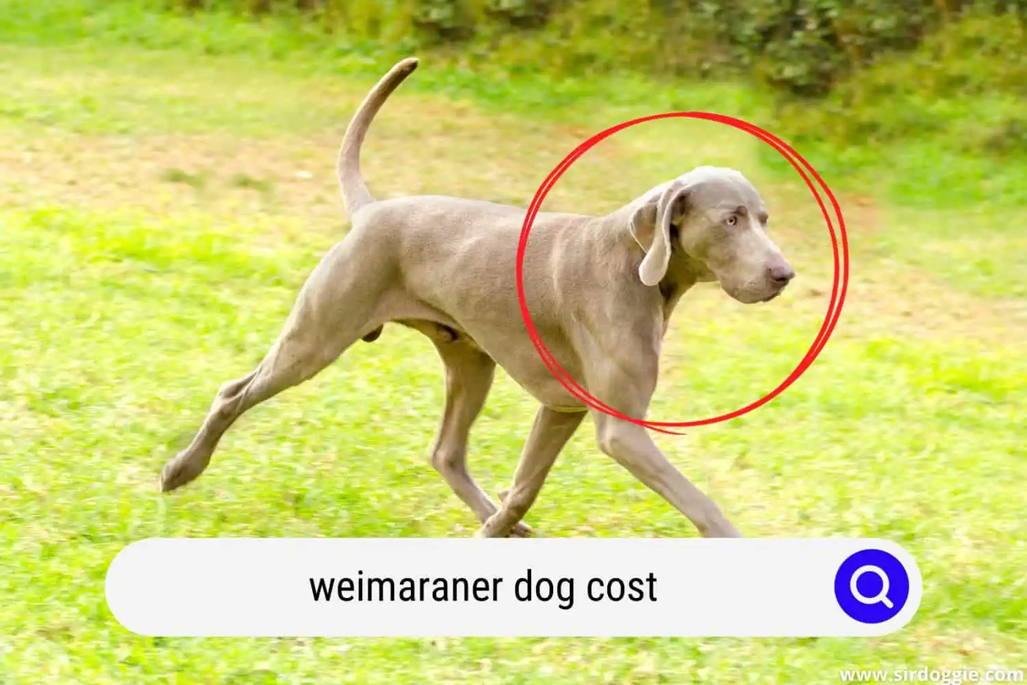 Weimaraner dog cost