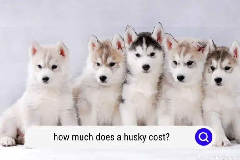 How Much Does A Husky Cost? Husky Prices Examined