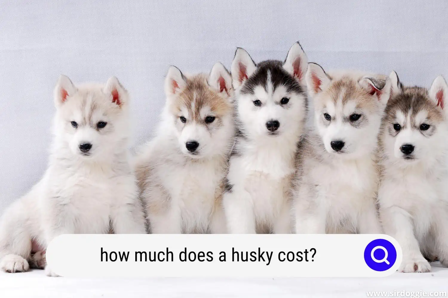 how much husky cost
