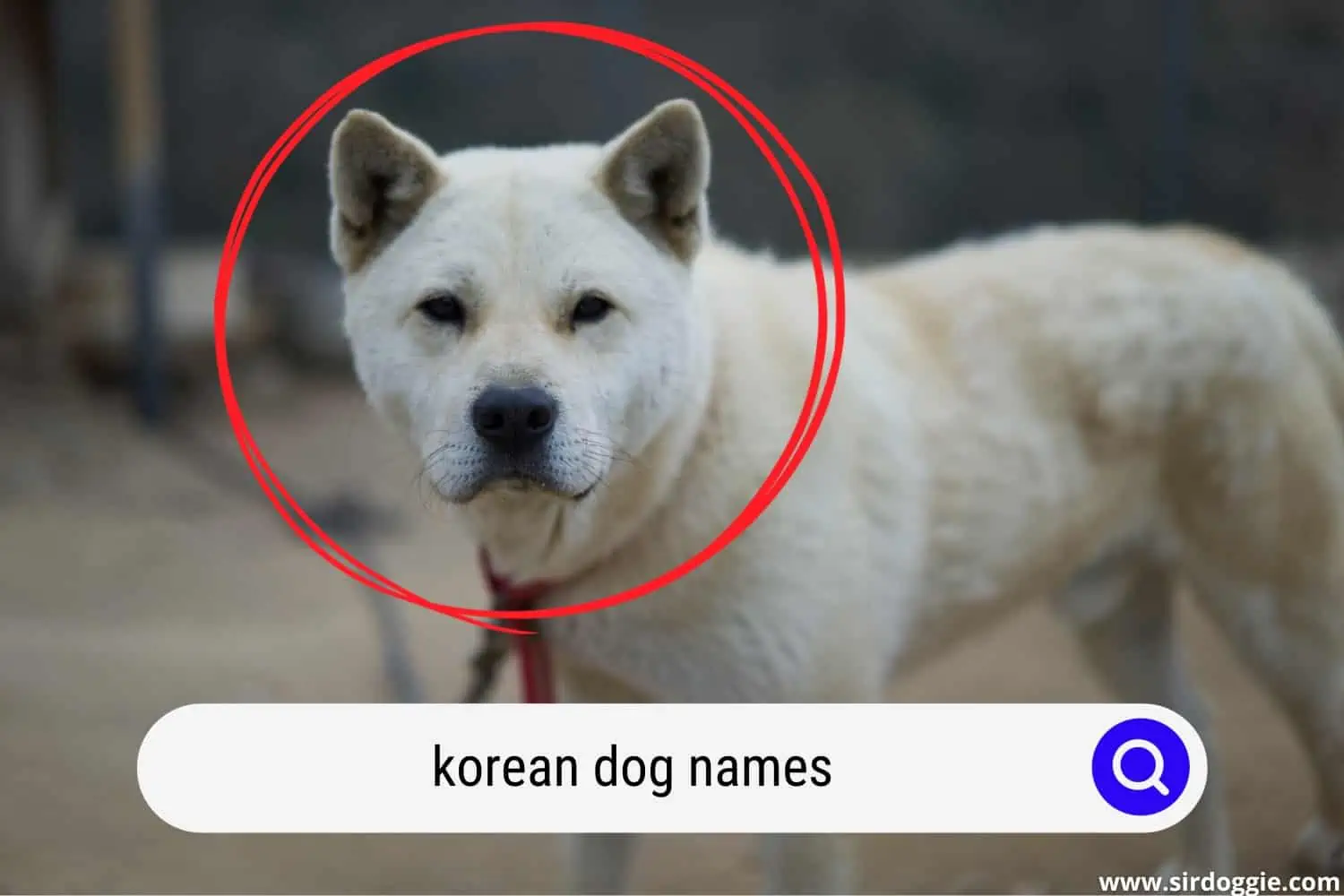 popular korean dog names