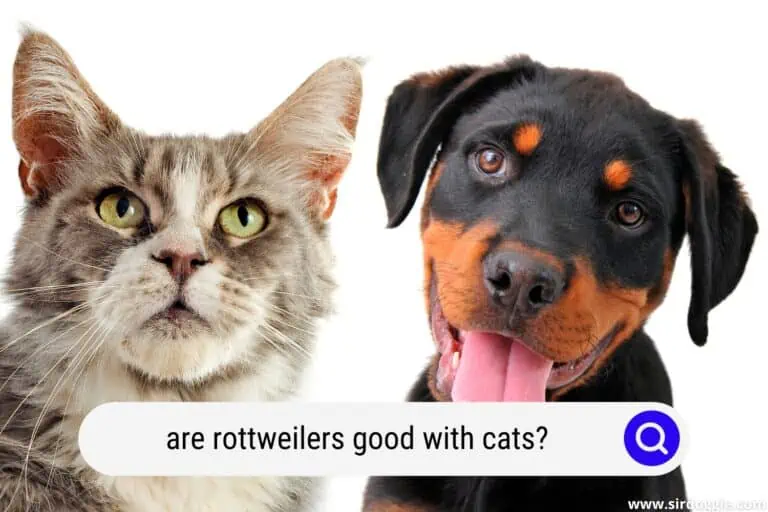 Are Rottweilers Good With Cats? 5 Socialization Tips!