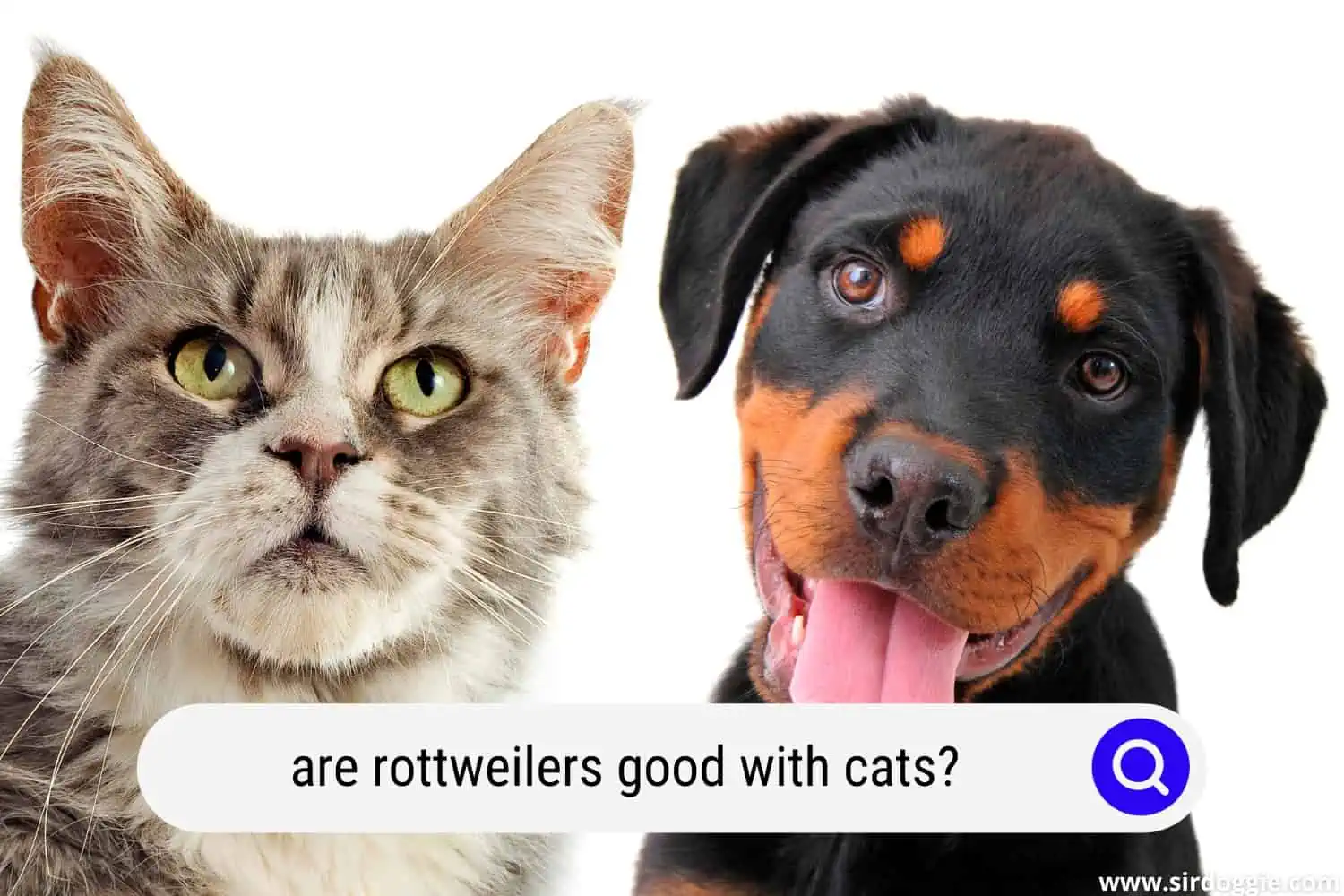 rottweilers and cats