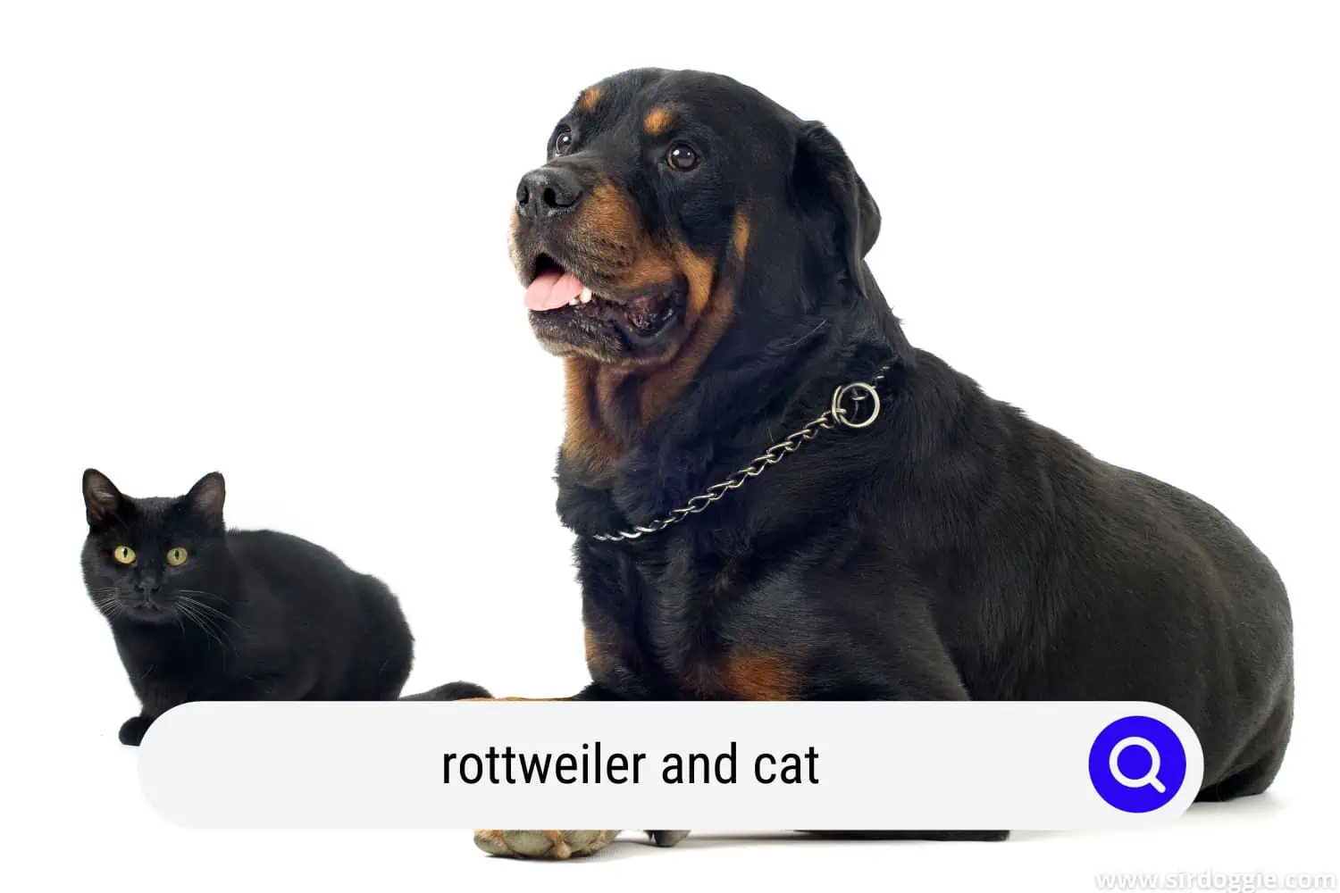 rottweilers and cats