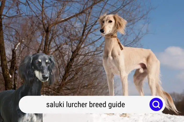Saluki Lurcher | A Guide To This Amazing Dog!