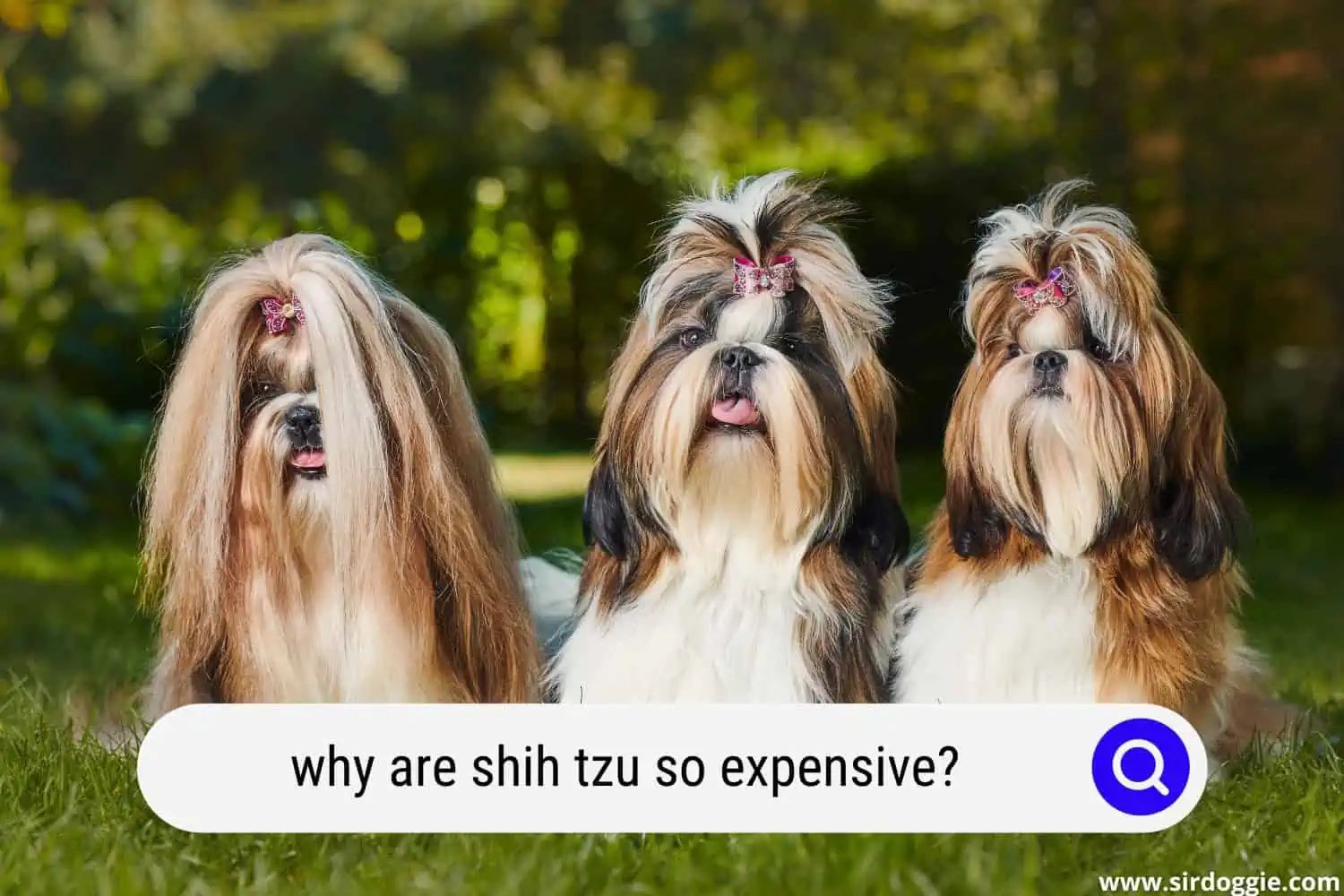 shih tzu price