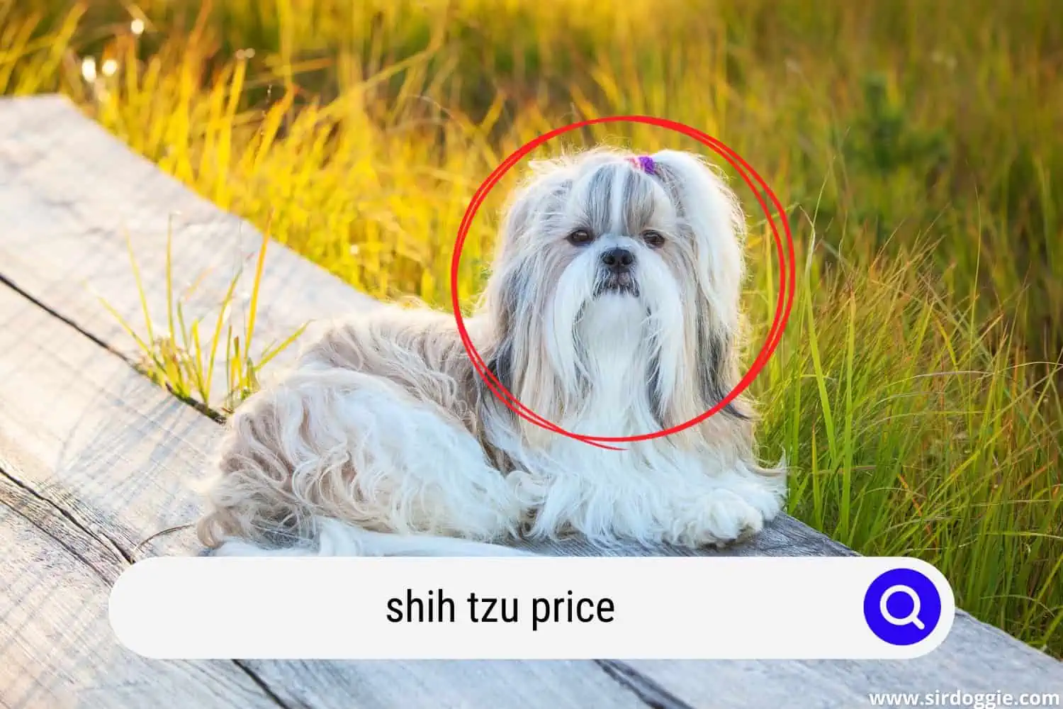 shih tzu price