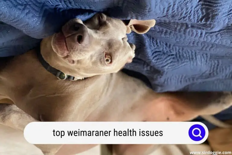 Top Weimaraner Health Issues