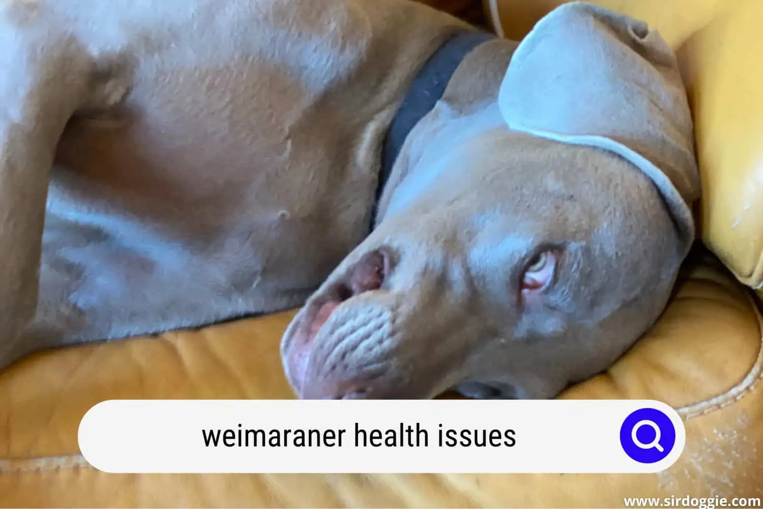 Weimaraner dog with health problem lying in a couch