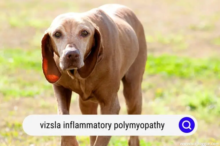 Vizsla Inflammatory Polymyopathy: All You Need to Know