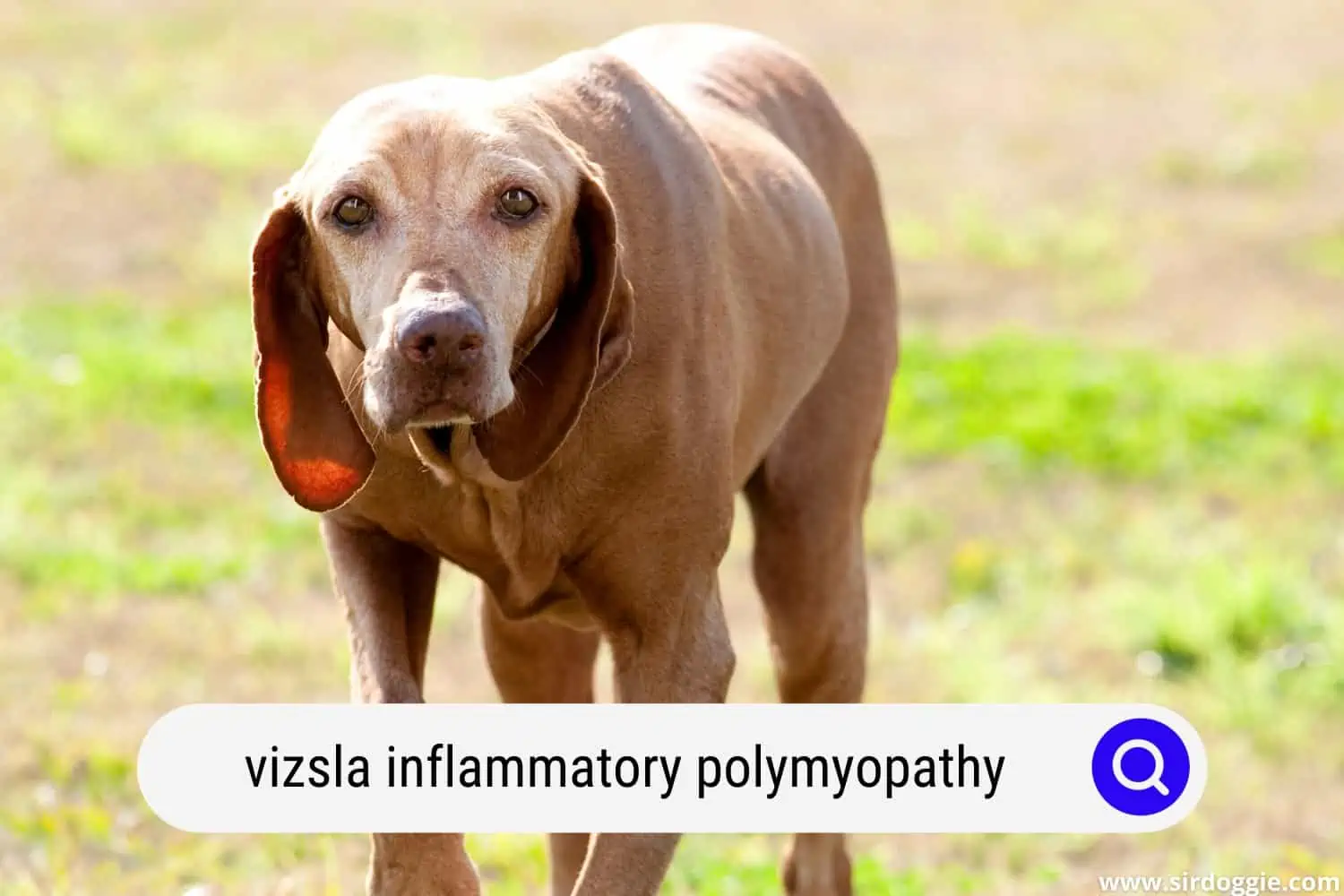 vizsla inflammatory polymyopathy