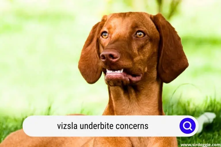 Vizsla Underbite Concerns