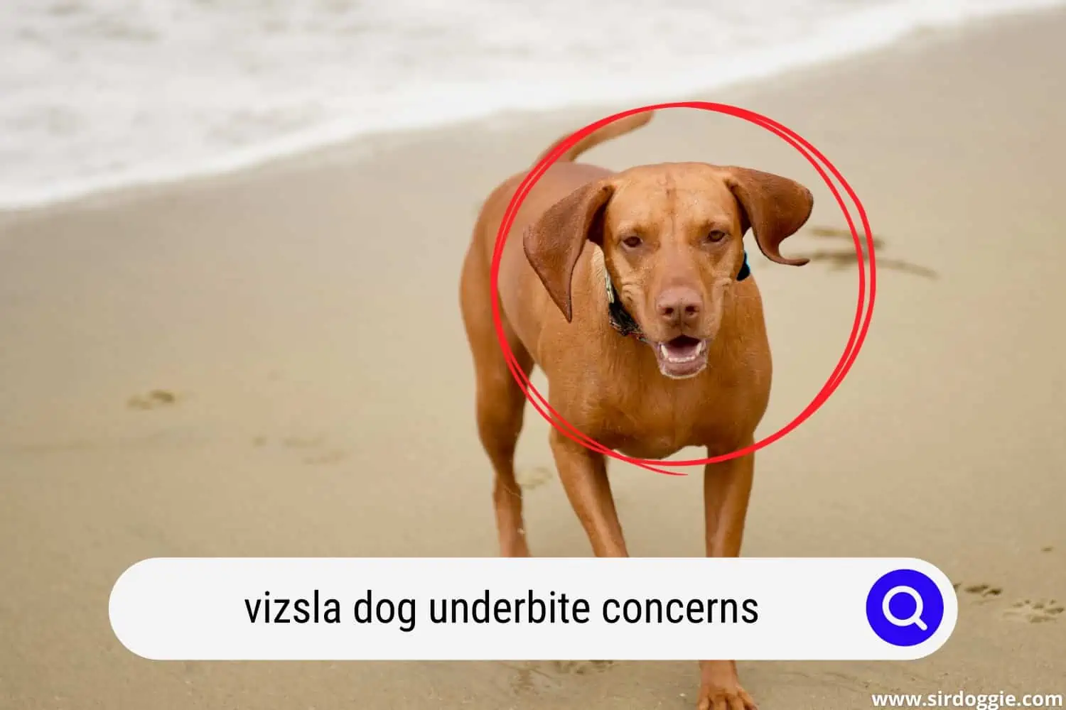 Vizsla dog with underbite teeth conditions