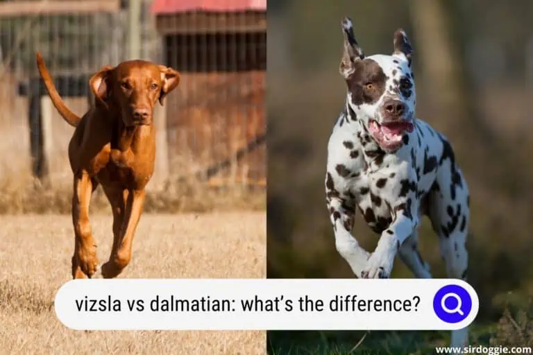 Vizsla vs Dalmatian: What’s the Difference?