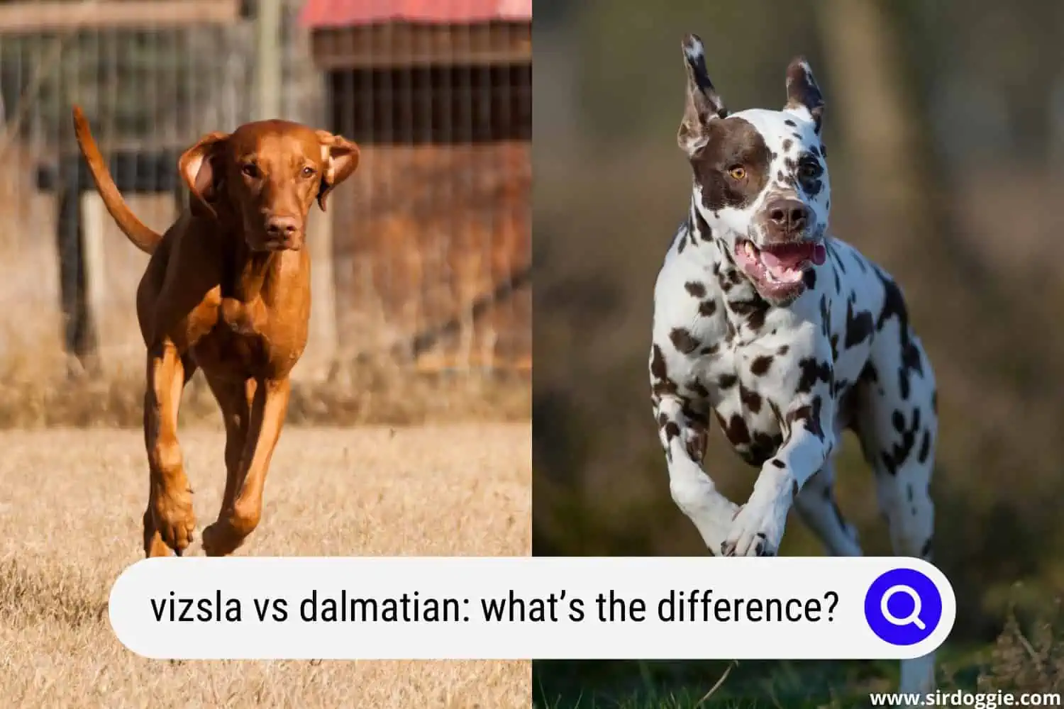 vizsla vs dalmatian