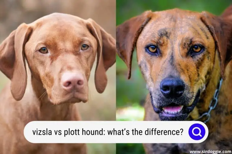 Vizsla vs Plott Hound: What’s the Difference?