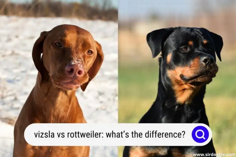 Vizsla vs Rottweiler: What’s the Difference?