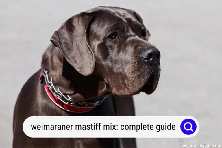 A Complete Guide To The Weimaraner Mastiff Mix