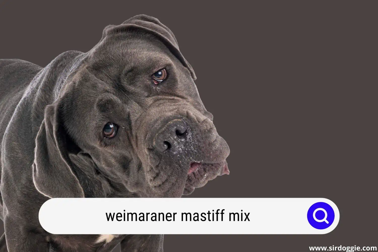 weimaraner mastiff mix
