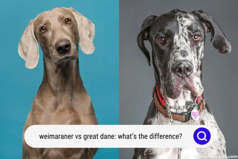 Weimaraner vs Great Dane: What’s the Difference?