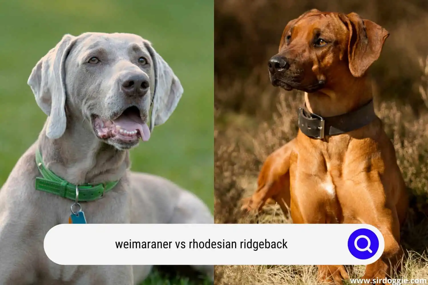 weimaraner vs rhodesian ridgeback