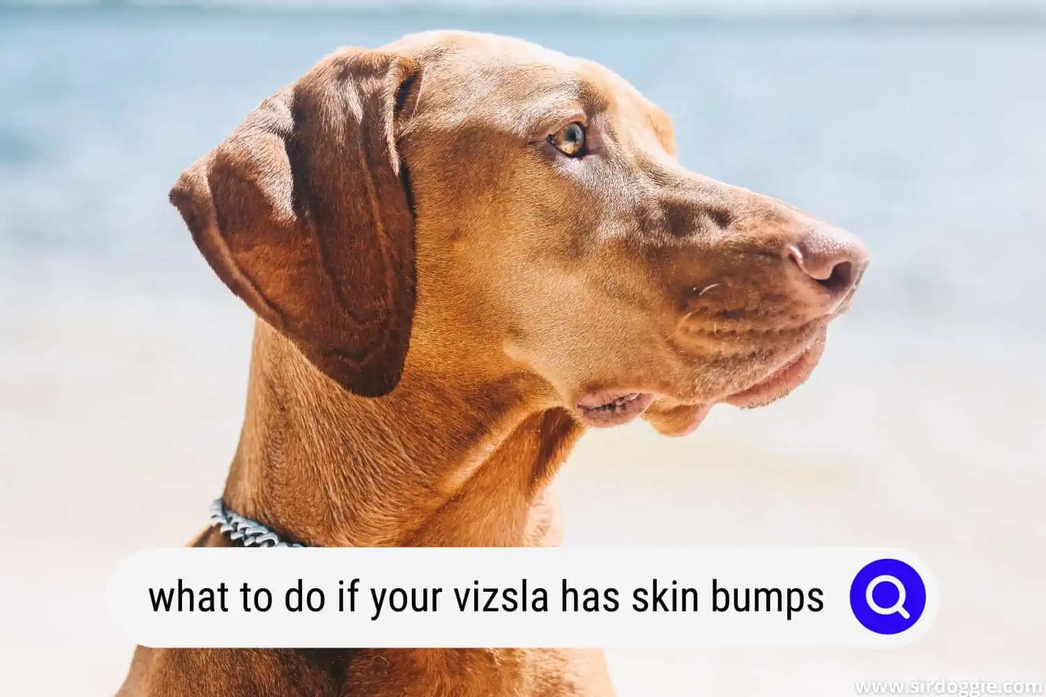 what should i do if my vizsla dog has skin bump