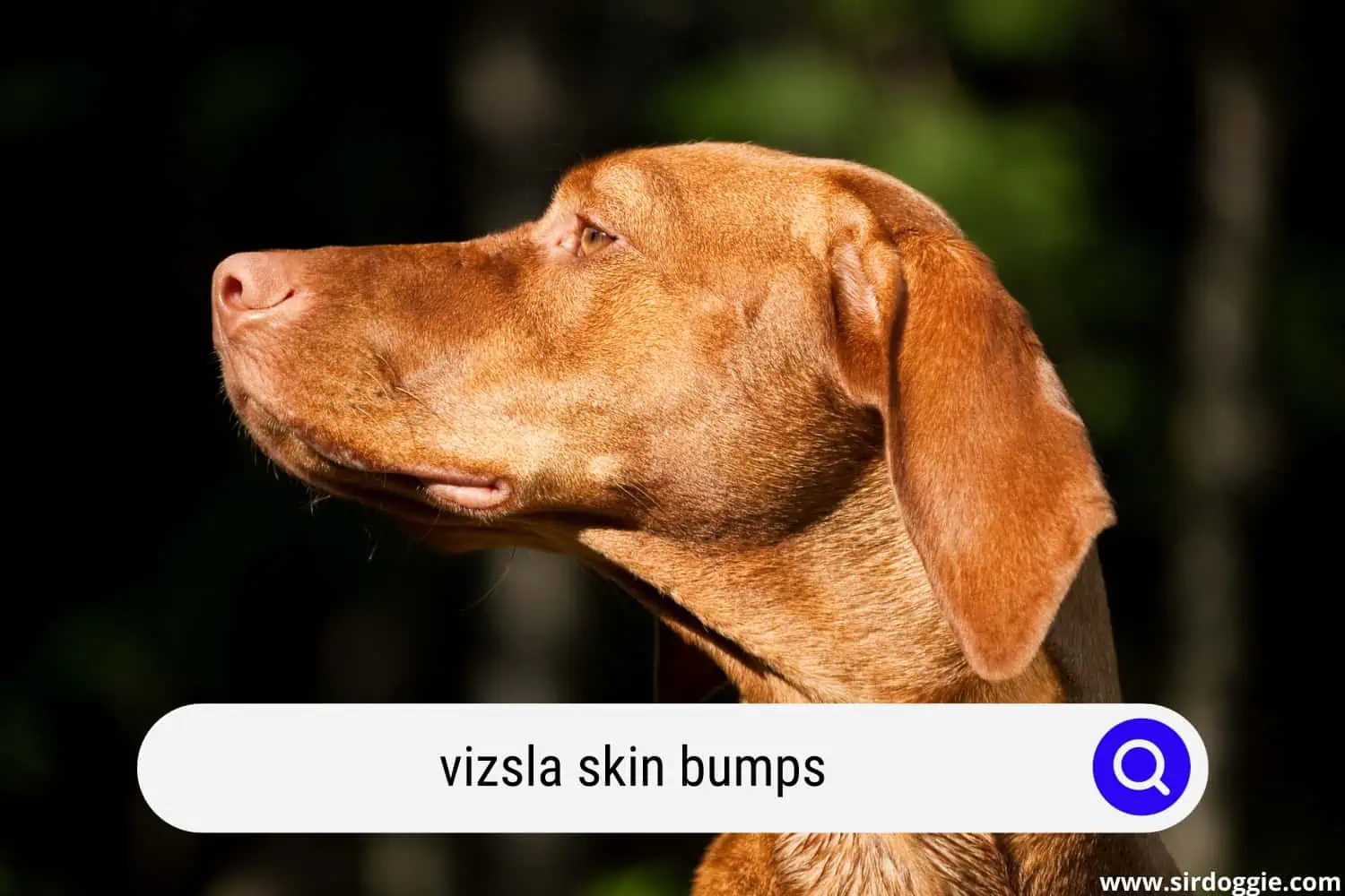 Vizsla dog with skin bumps