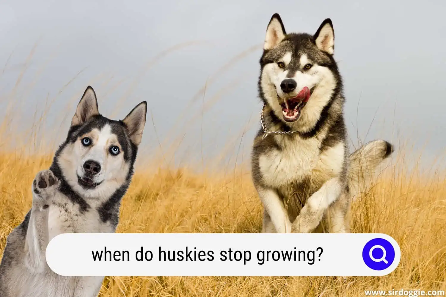 when do huskies stop growing