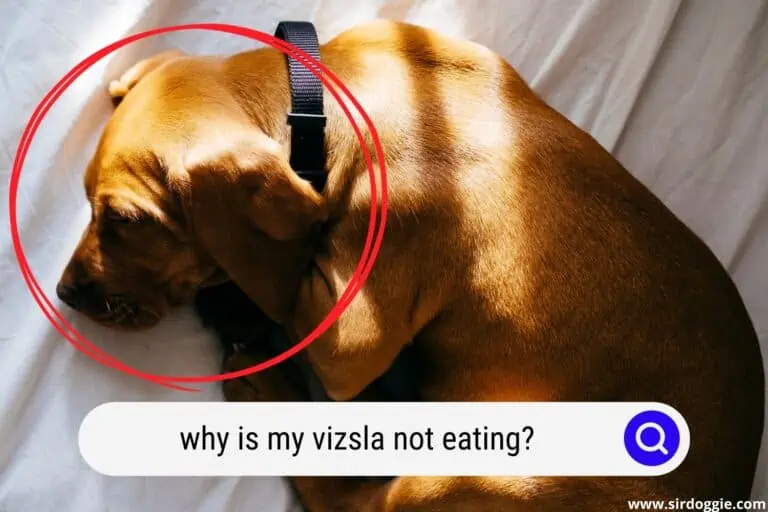 Why is My Vizsla Not Eating?