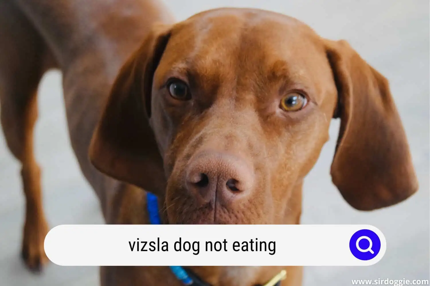 A Vizsla dog not eating