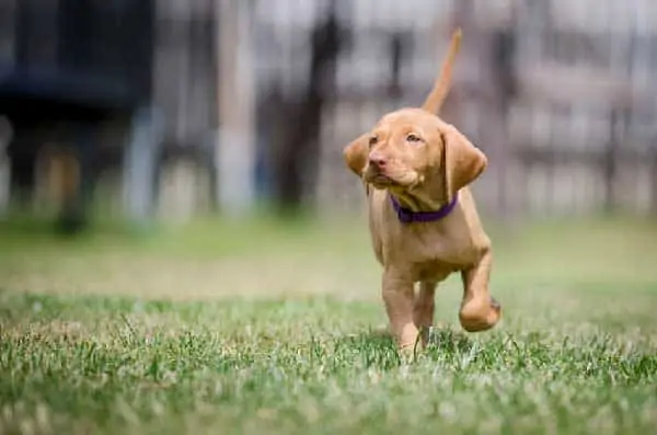 Vizsla Puppy Recall Training Guide