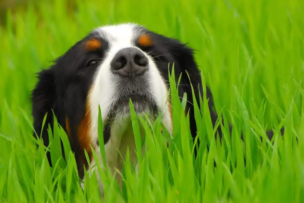 Bernese mountain dog shedding while laying in grass peeking head up