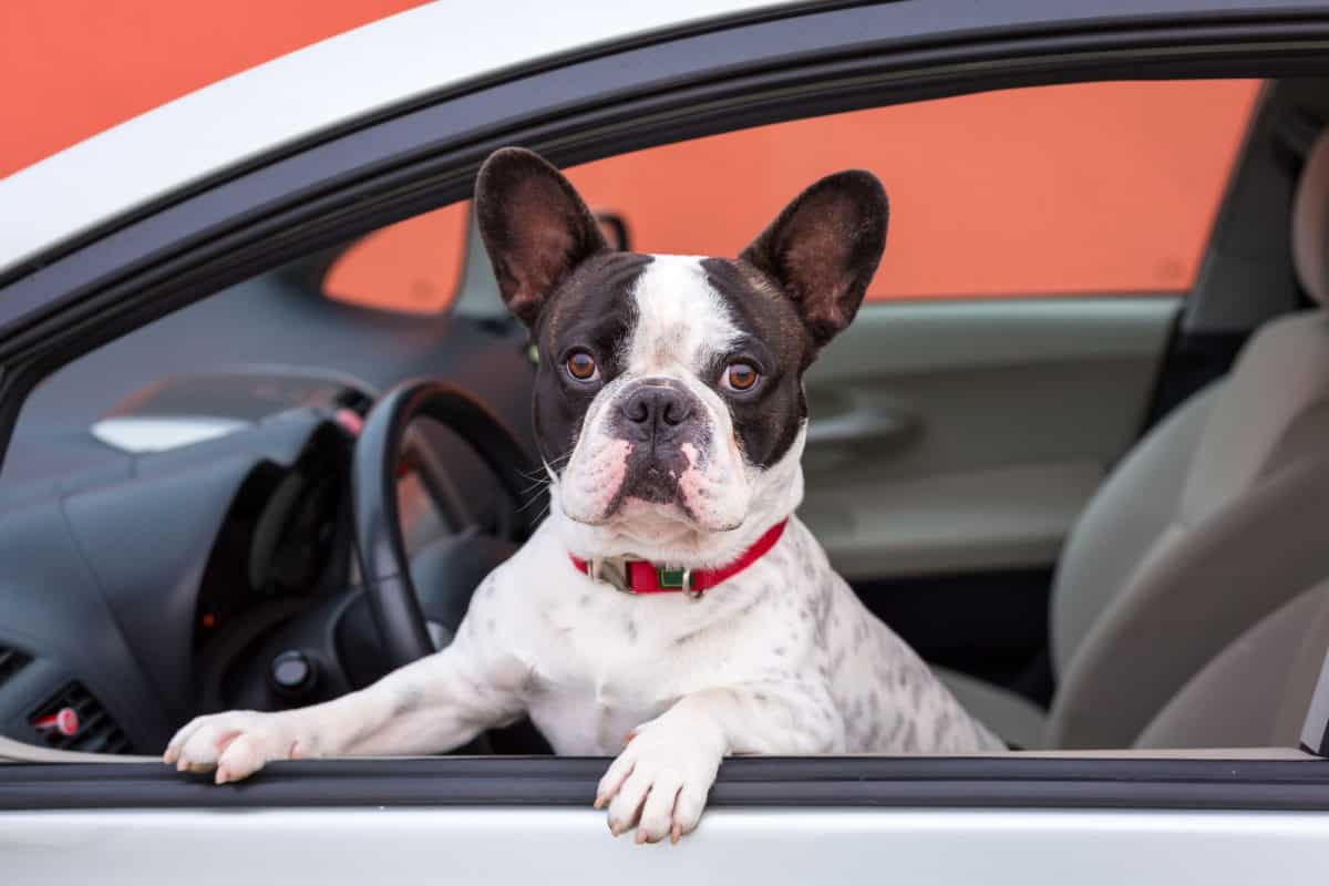 French bulldog sitting in car seat