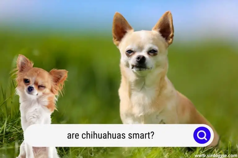 Are Chihuahuas Smart? [DOG IQ ANALYSIS]