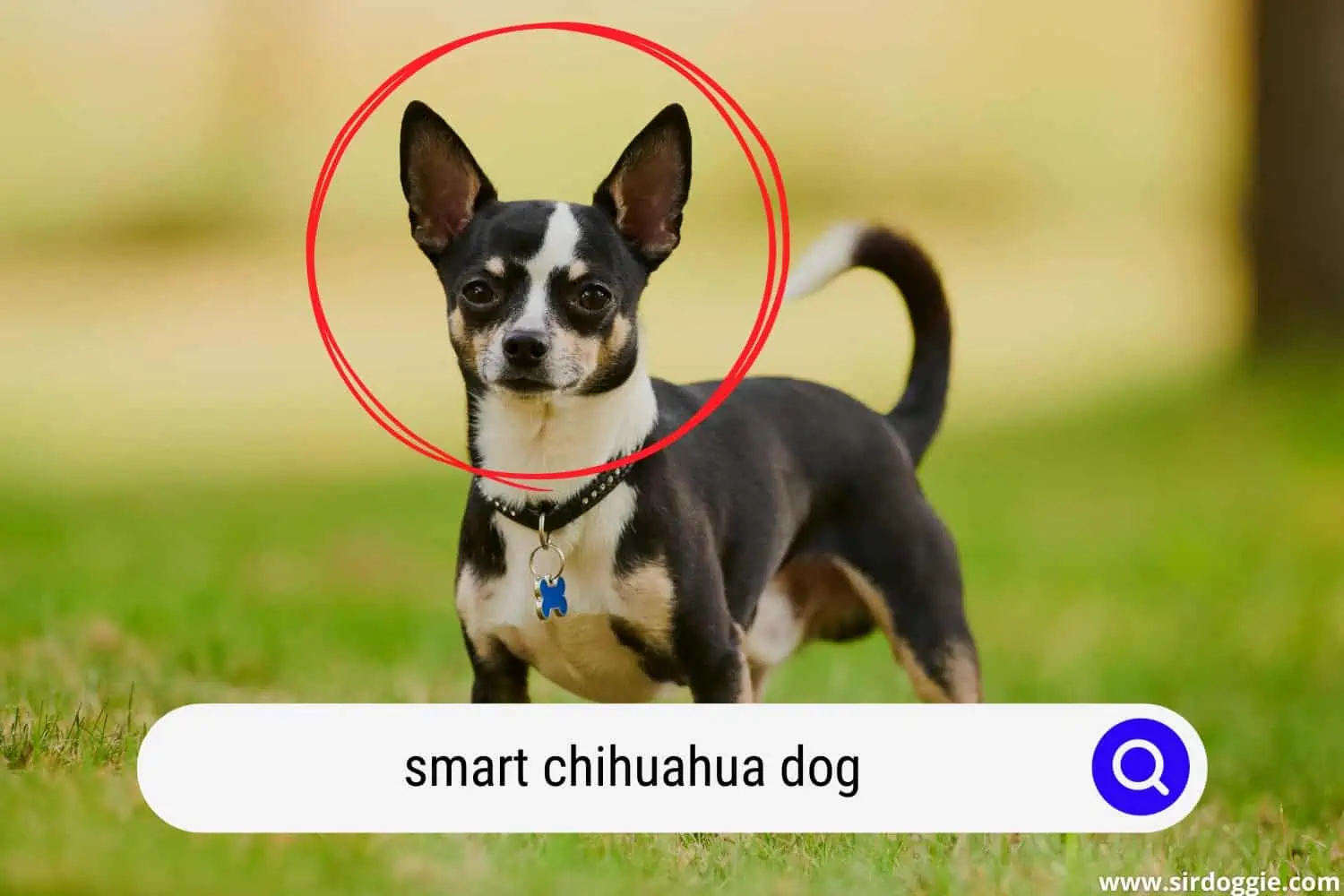 Smart Chihuahua dog