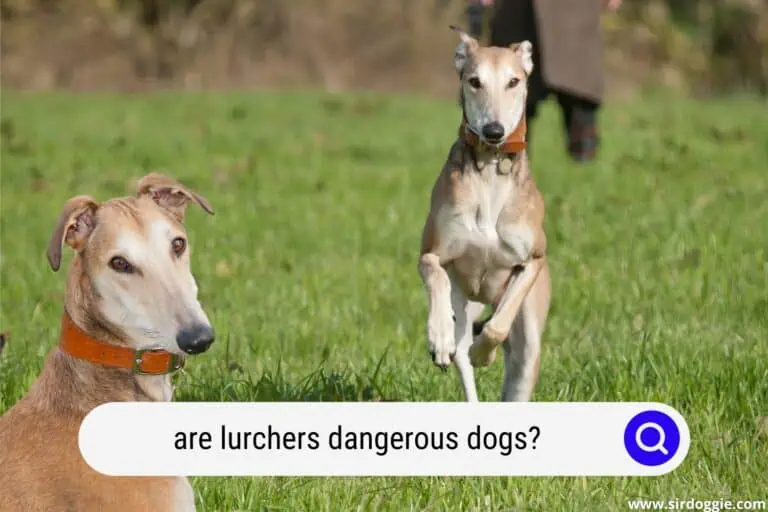 Are Lurchers Dangerous Dogs? End the Stigma!