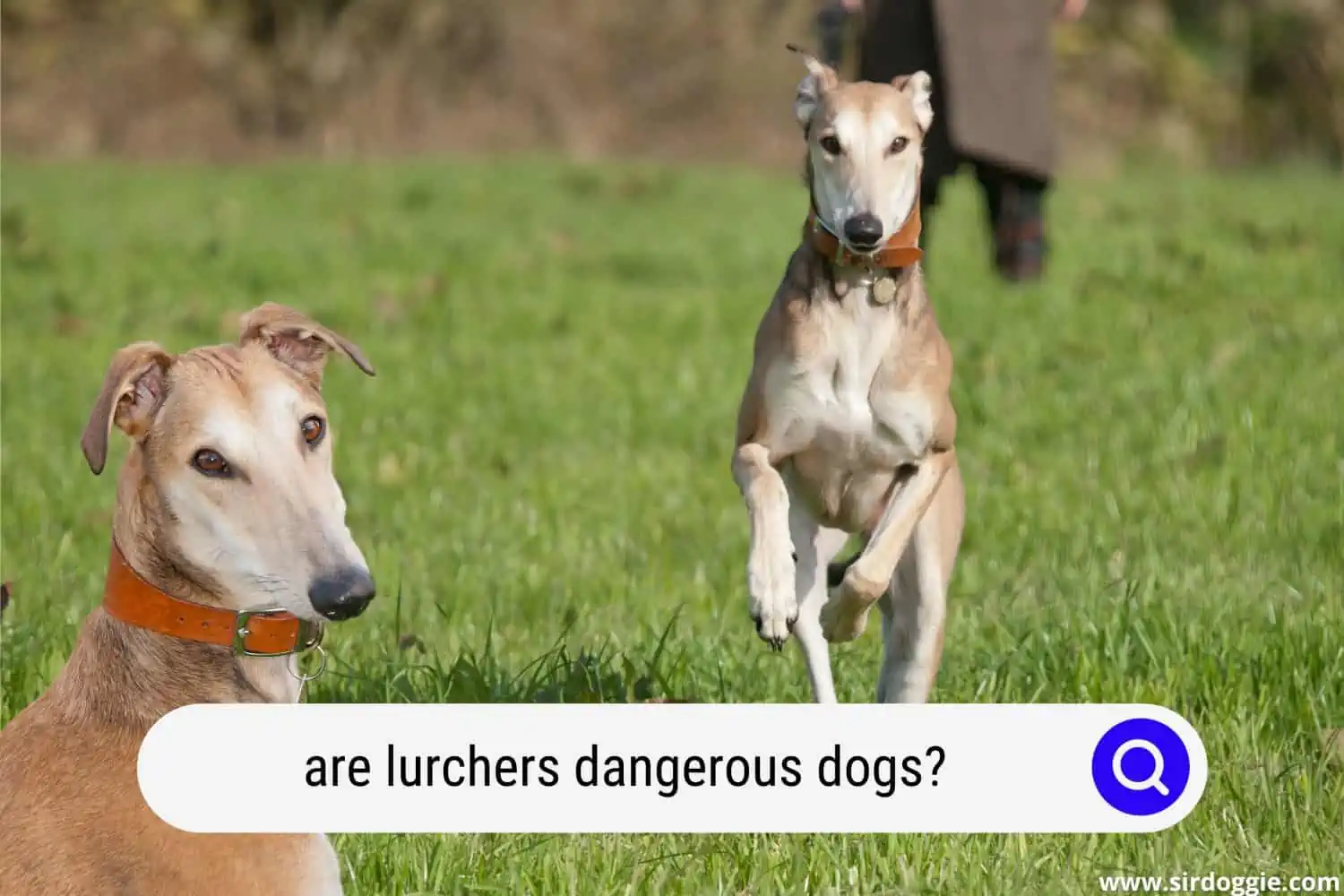 are lurchers dangerous dogs