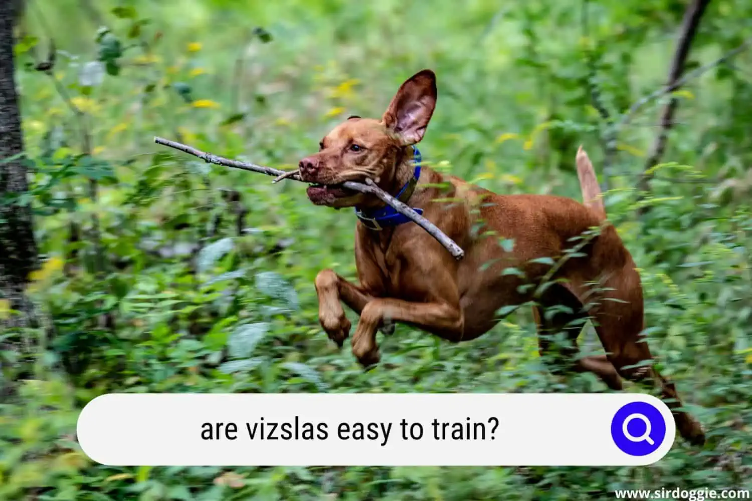 are vizslas easy to train