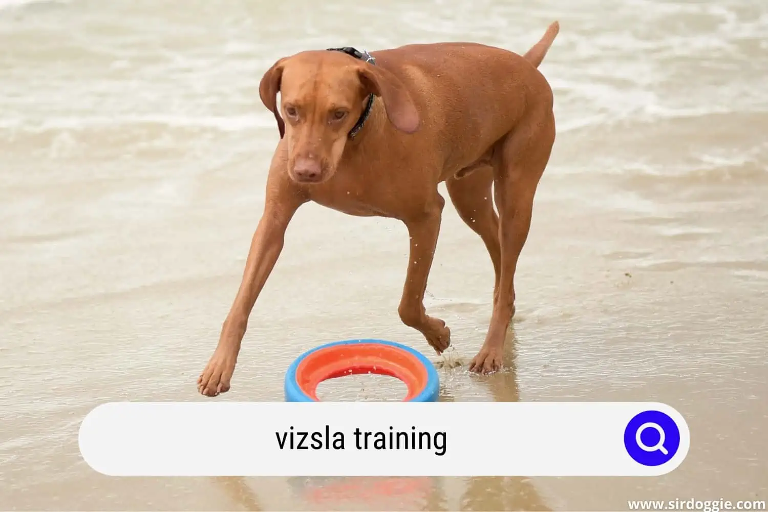 Vizsla fetch training on the beach