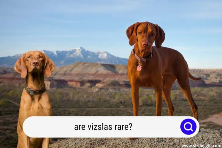 Are Vizslas Rare?