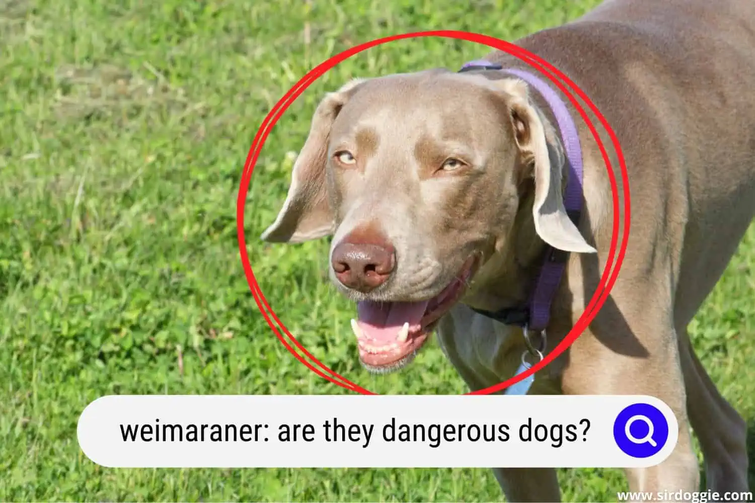 Weimaraner dog