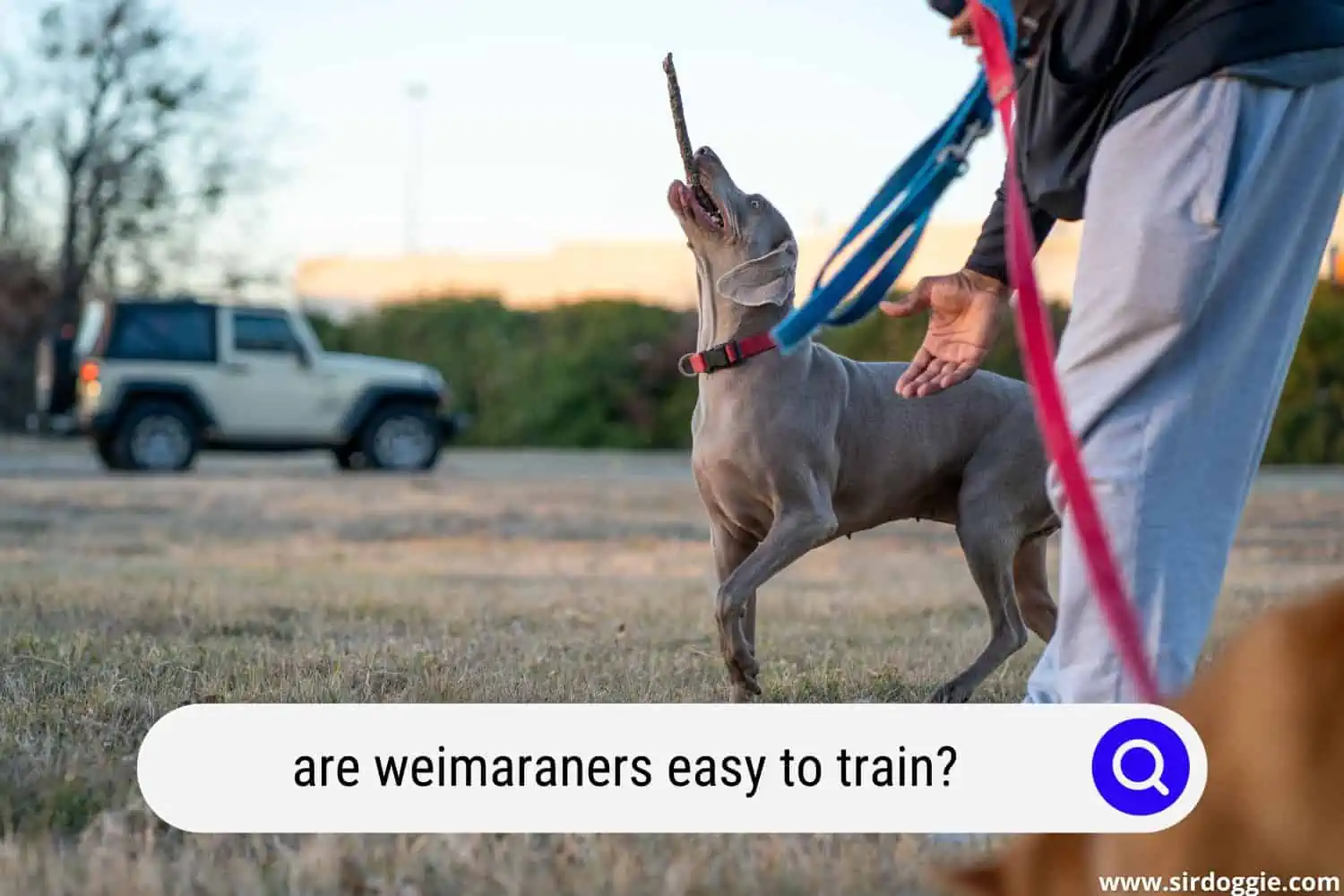 are weimaraners easy to train