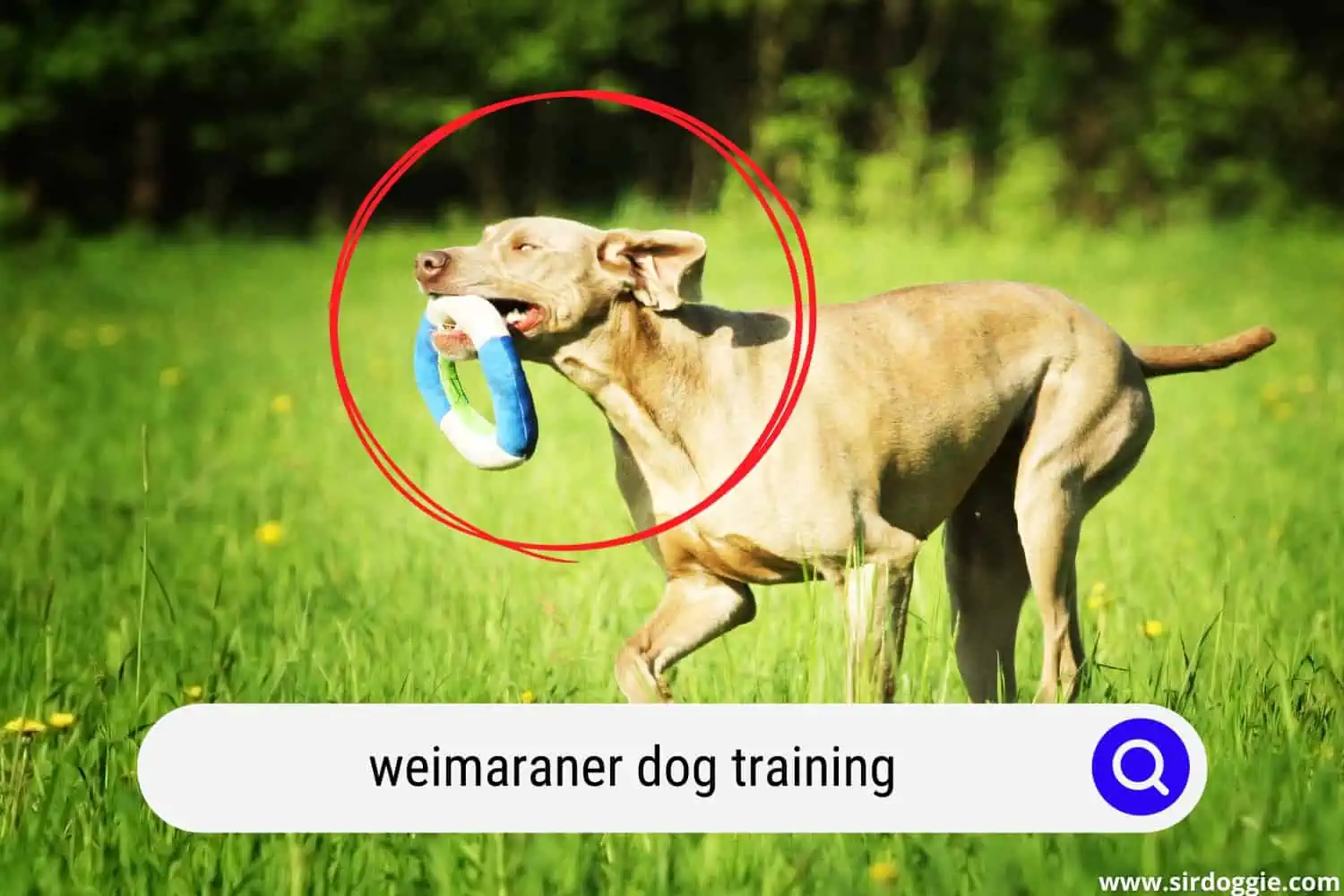 Weimaraner fetch training