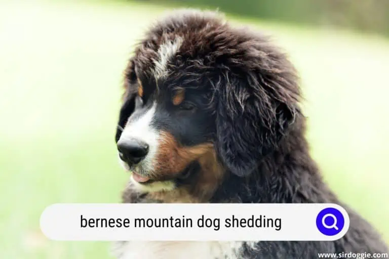 Bernese Mountain Dog Shedding