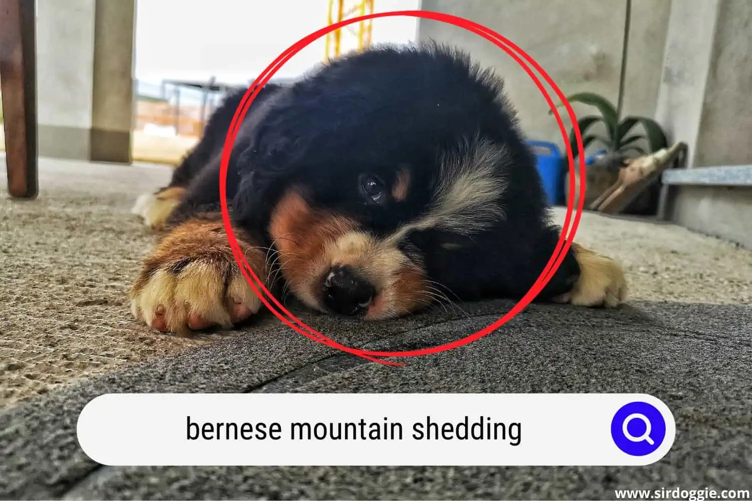 Bernese Mountain puppy shedding