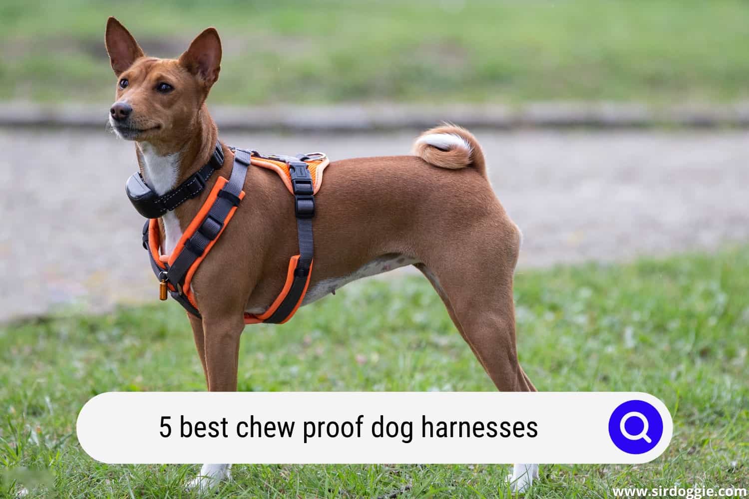 5 Best Chew Proof Dog Harnesses That Will Last